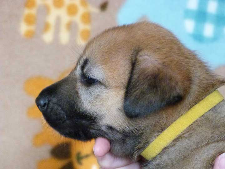 chinook puppy